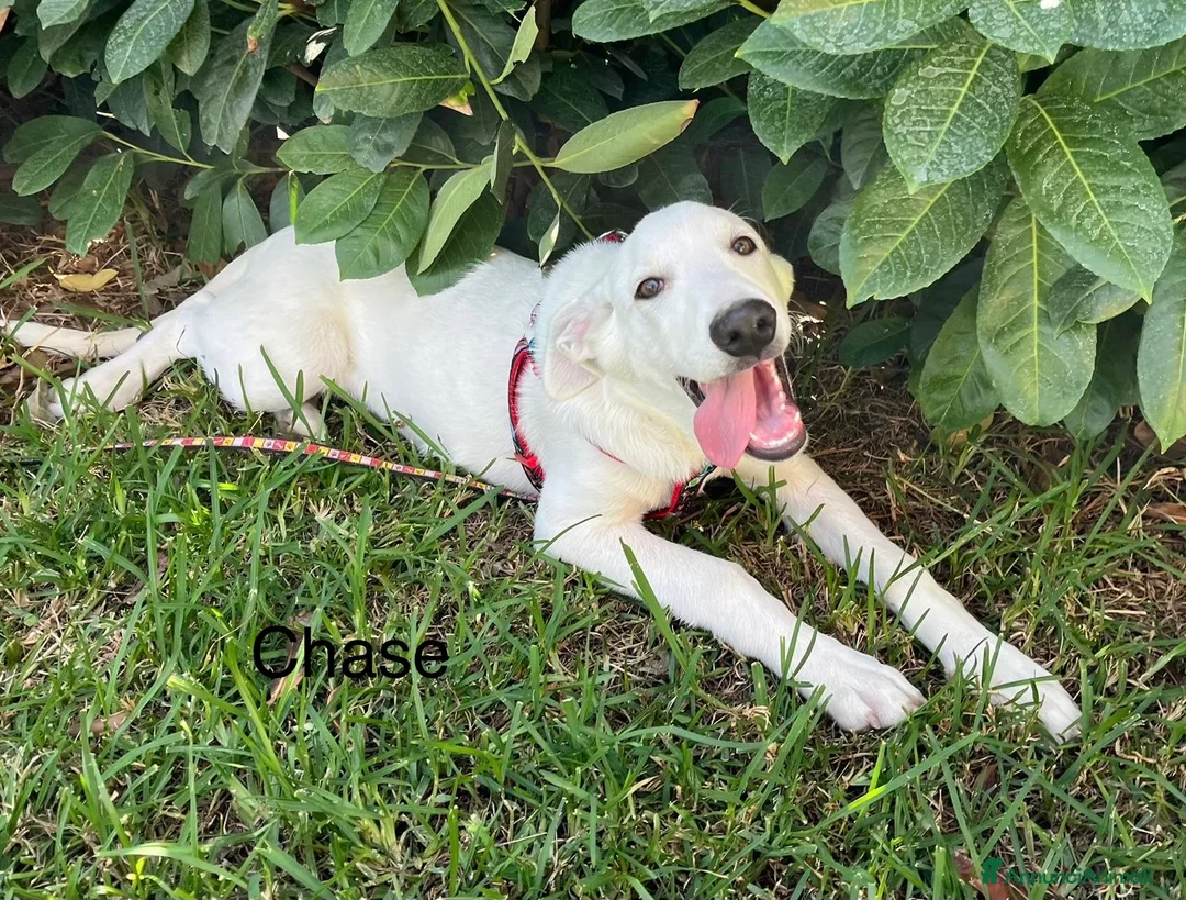 Pastore Maremmano cani in regalo: Chase e Rocky cuccioli di 4 mesi chiusi in box - Annuncio 3