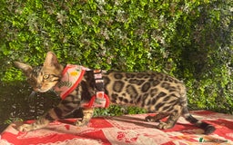 Bengala gatti in vendita: Cucciolo bengala brown spotted tabby  - Immagine 5