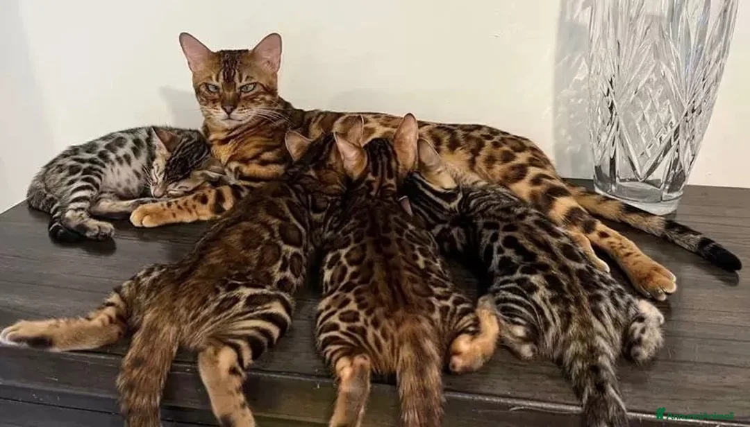 Bengala gatti in vendita: Cuccioli di Bengal o Bengala con Pedigree  - Annuncio 2