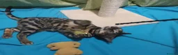 Bengala gatti in vendita: Stupendo maschietto Bengala  - Annuncio 3