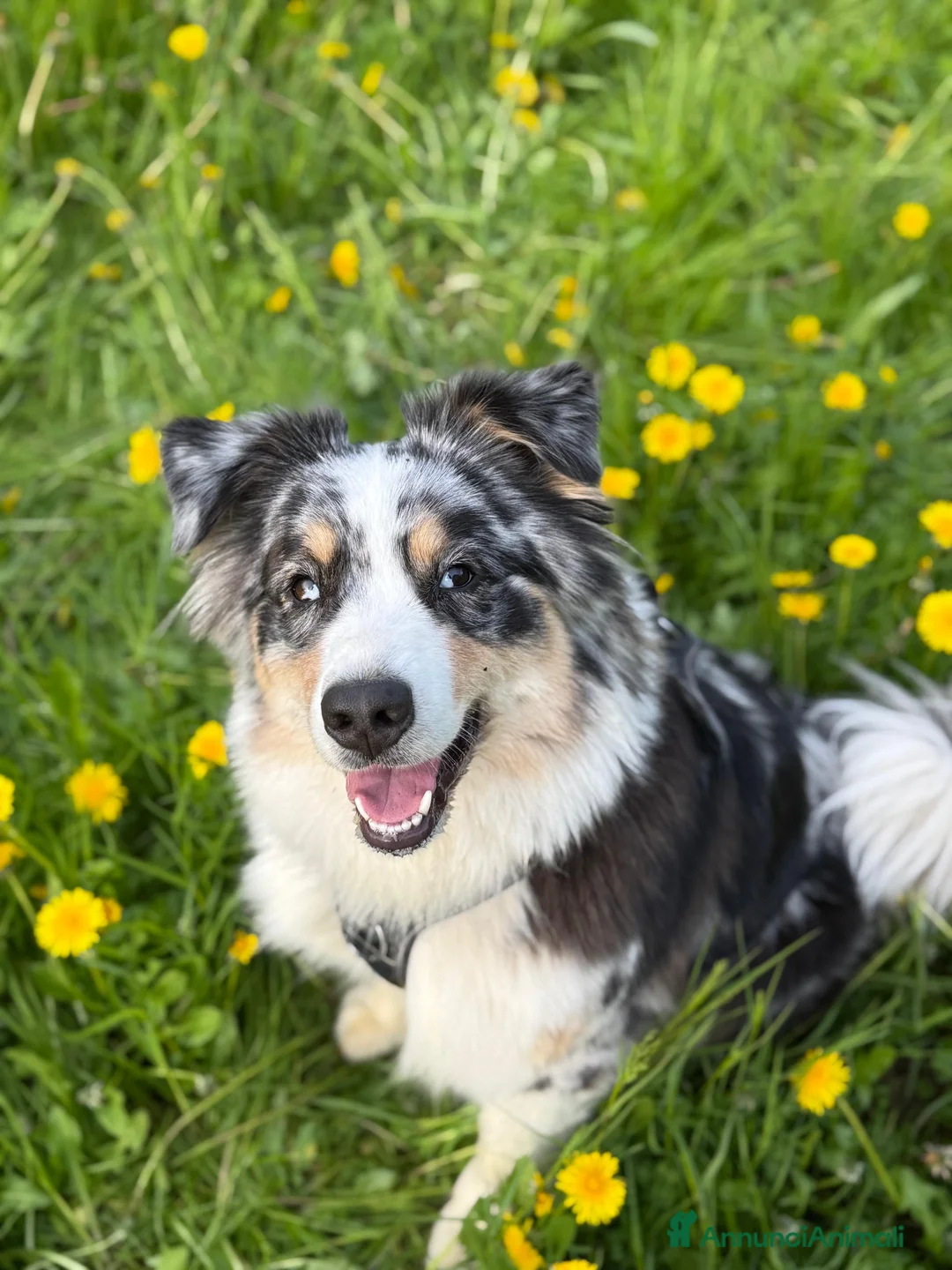 Australian Shepherd cani in vendita: Vendesi cuccioli di Australian shepherd - pedigree - Annuncio 2
