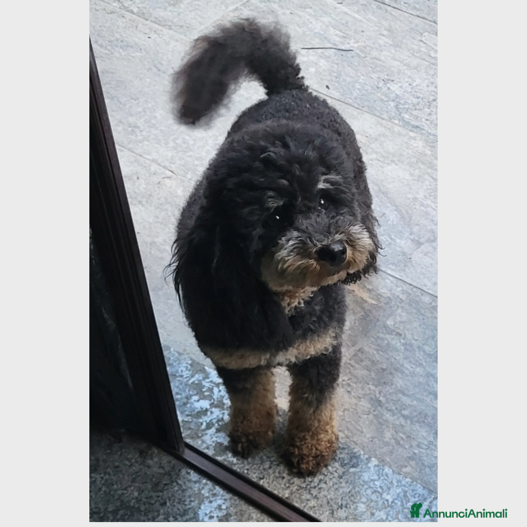 Barboncino cani in vendita: Cuccioli di Barboncino - Annuncio 6