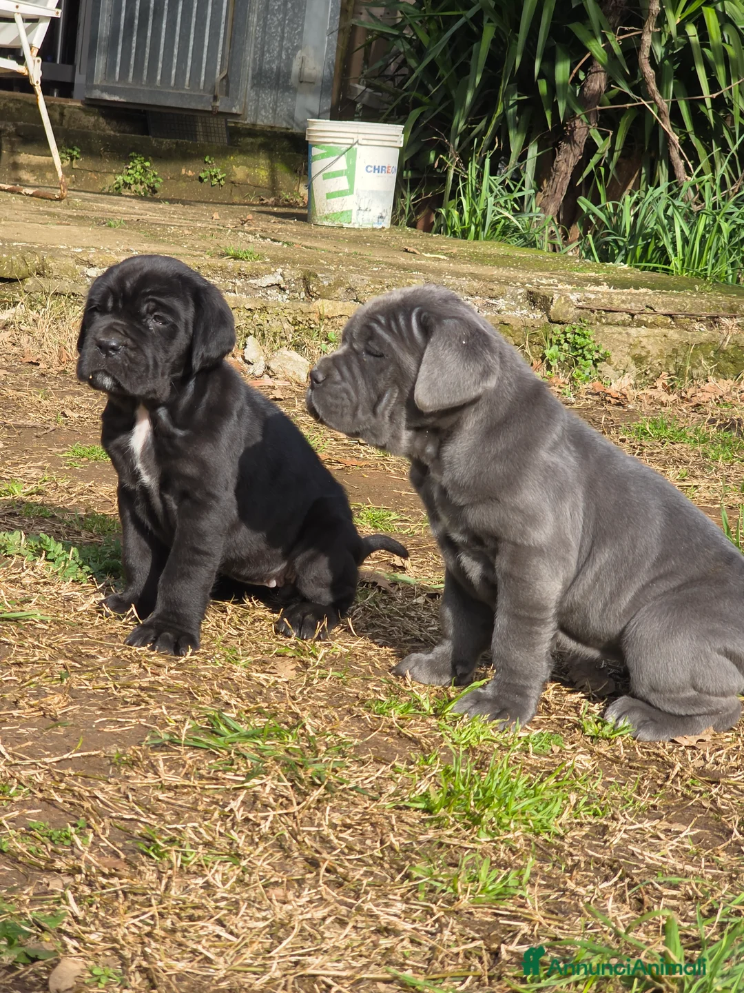 Mastino Napoletano cani in vendita: Cuccioli di Mastino Napoletano - Annuncio 35