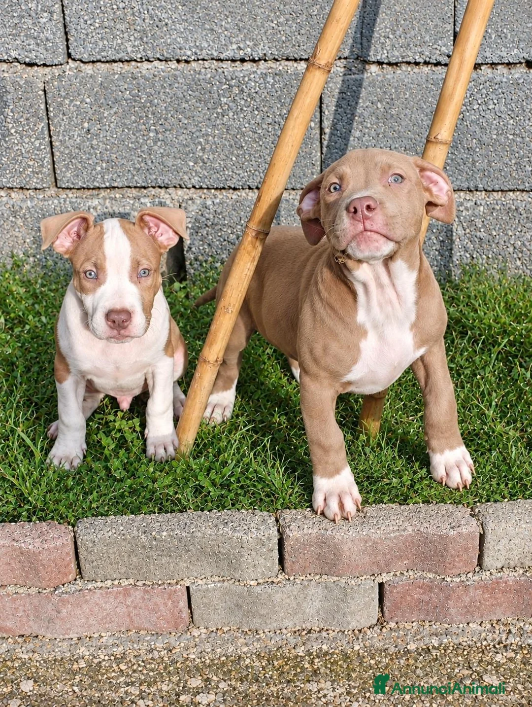 Pitbull cani in vendita: CUCCIOLATA AMERICAN PIT BULL TERRIER  ADBA - Annuncio 2