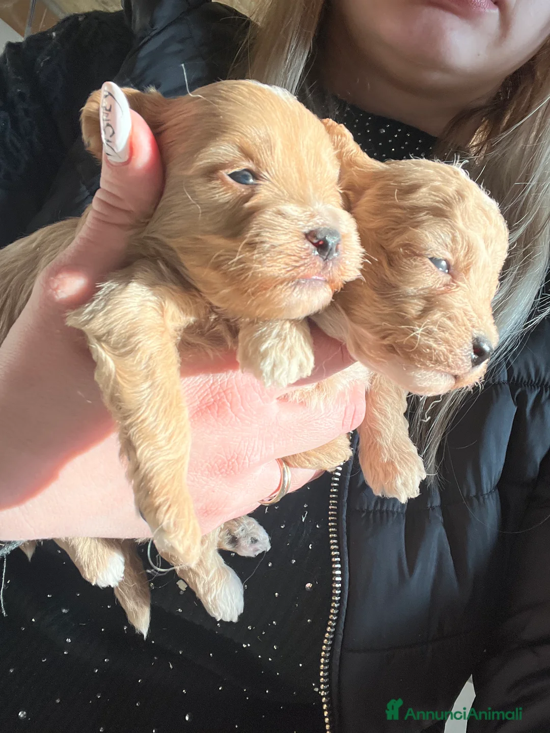 Maltipoo cani in vendita: Maltipoo  - Annuncio 1