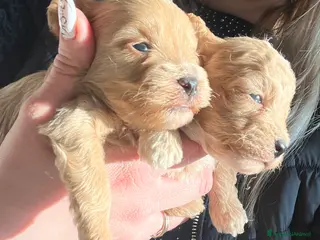 Maltipoo cani Maltipoo - Annuncio 1