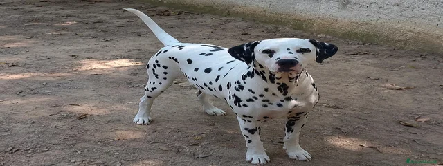 ElBlanco