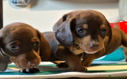 Bassotto cani in vendita: bassotto tedesco presunta taglia caninchen a Provincia di Asti - Immagine 3