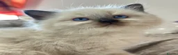 Ragdoll gatti in vendita: Ragdoll maschietti Red e Seal con pedigree - Annuncio 14
