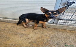 Meticcio cani in regalo: Lucio: cucciolotto taglia piccola timido dolce  - Annuncio 2