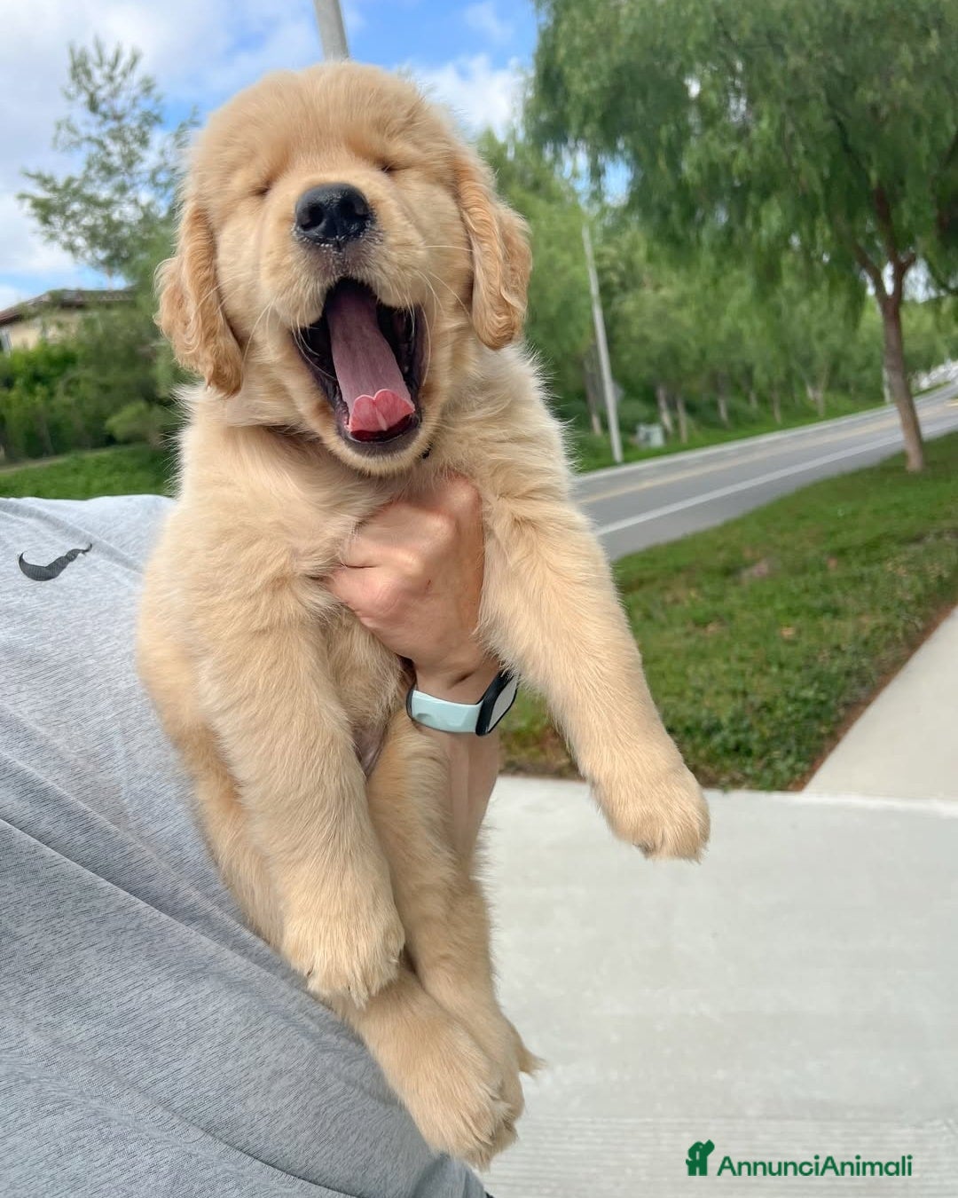 Golden Retriever cani cuccioli di English Retriever - Annuncio 4