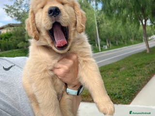 Golden Retriever cani cuccioli di English Retriever - Annuncio 4