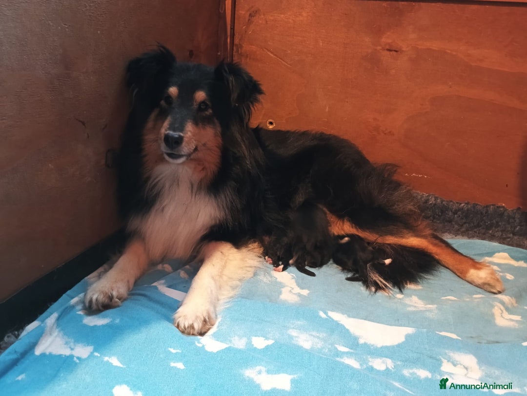 Shetland Sheepdog cani in vendita: Cuccioli Shetland sheepdog a Provincia di Alessandria - Immagine 14