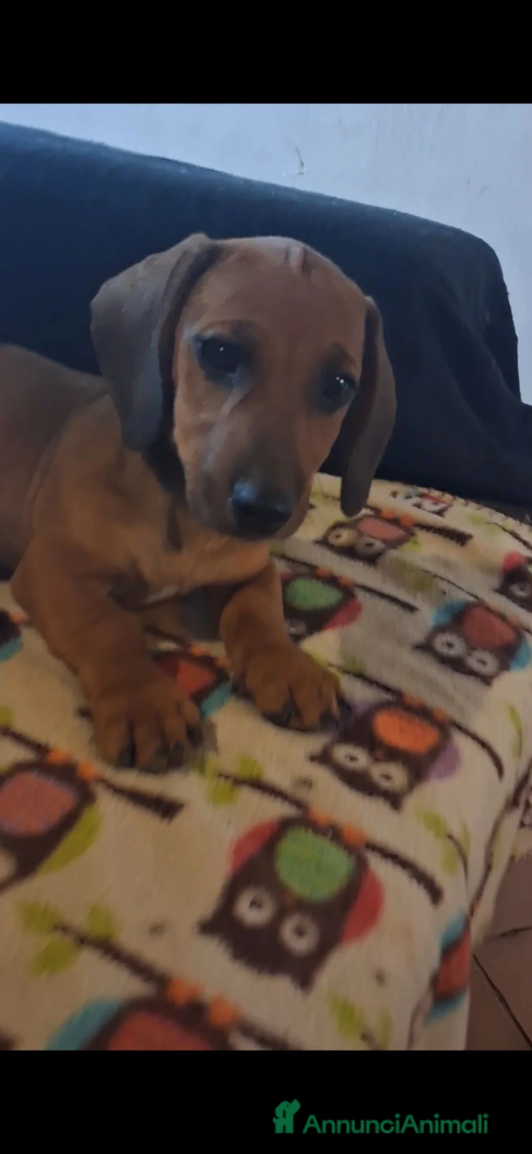 Bassotto cani in vendita: Cucciolo di bassotto - Annuncio 1