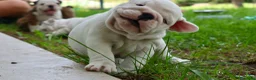 Bulldog cani in vendita: Cuccioli Bulldog Inglese con Pedigree - Annuncio 15