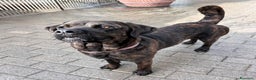 Affenpinscher cani in regalo: TIGRILLA CANE CORSO - Annuncio 5