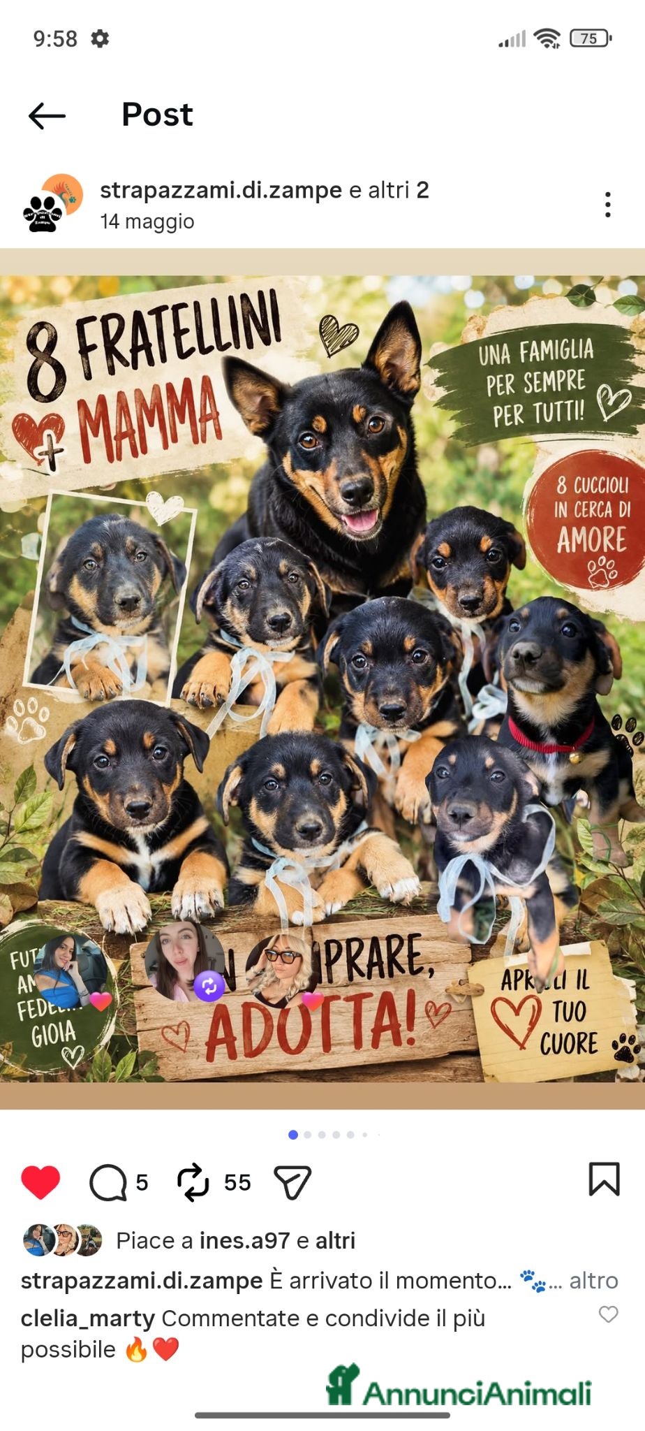 Meticcio cani Cuccioli amorevoli che cercano casa - Annuncio 2