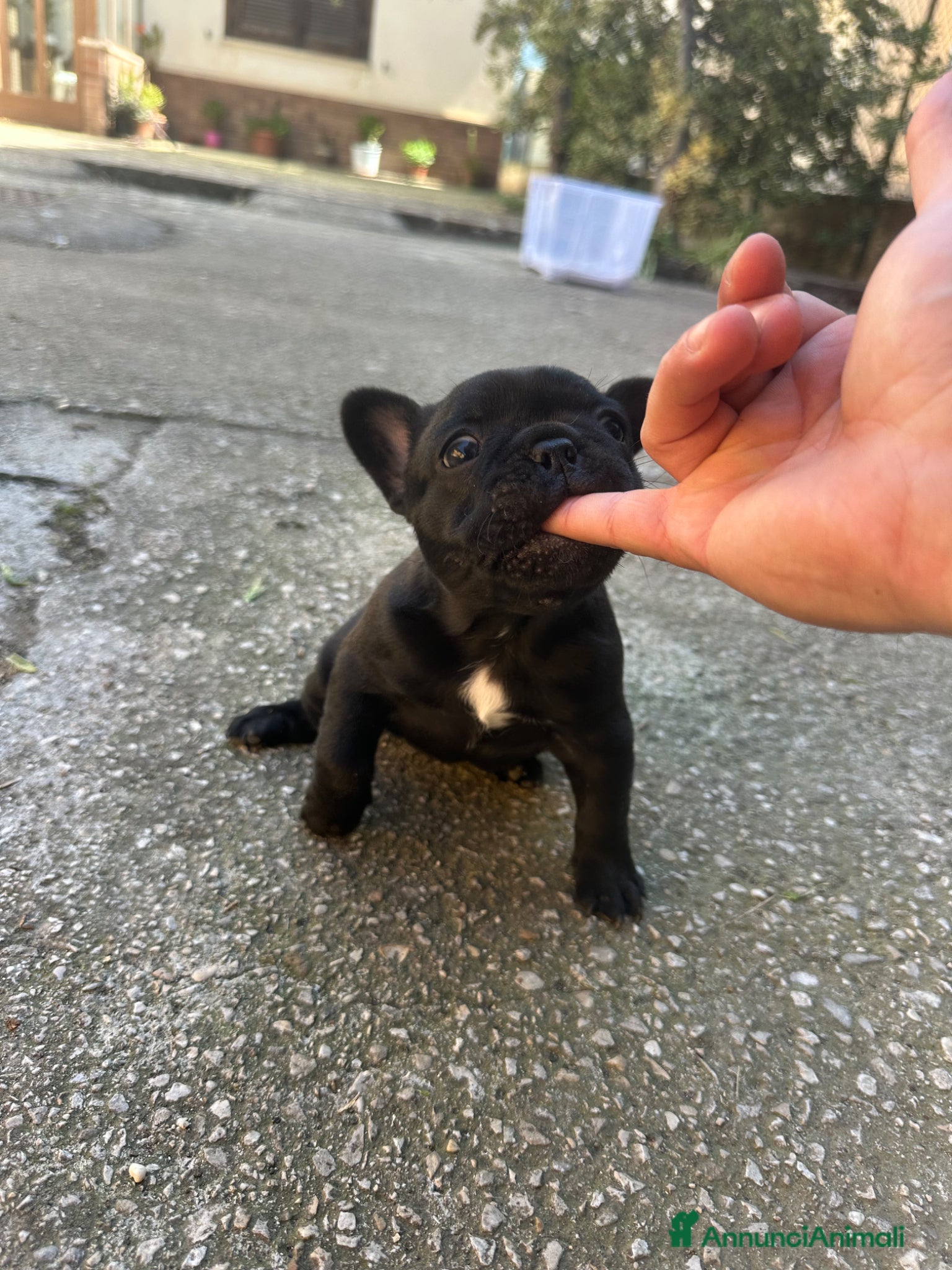 Bulldog Francese cani in vendita: bulldog francese blue e nero tigrato  - Annuncio 20