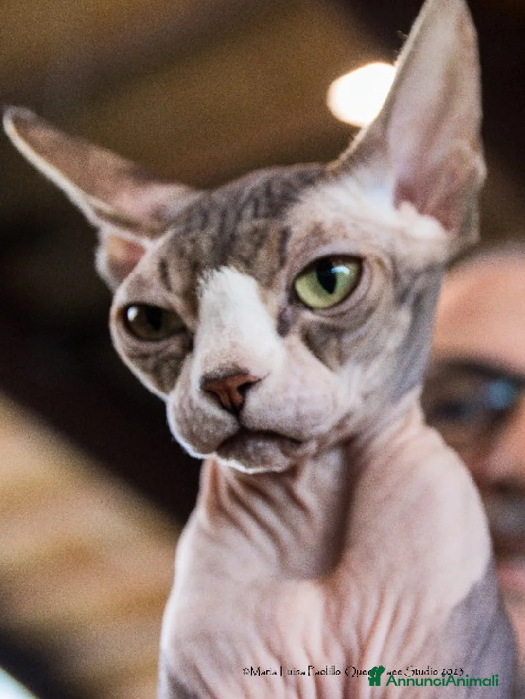 Sphynx gatti in vendita: Cuccioli Sphynx - Annuncio 1