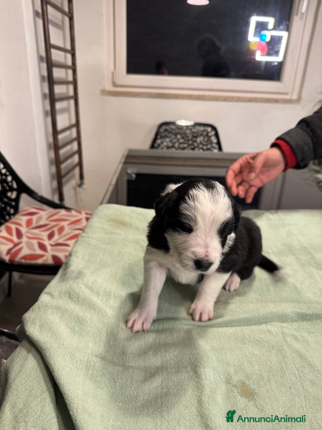 Border Collie cani in vendita: Bordei collie  - Annuncio 7