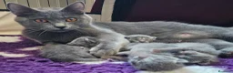 Certosino gatti in vendita: cuccioli di razza certosino da allevamento  - Annuncio 1