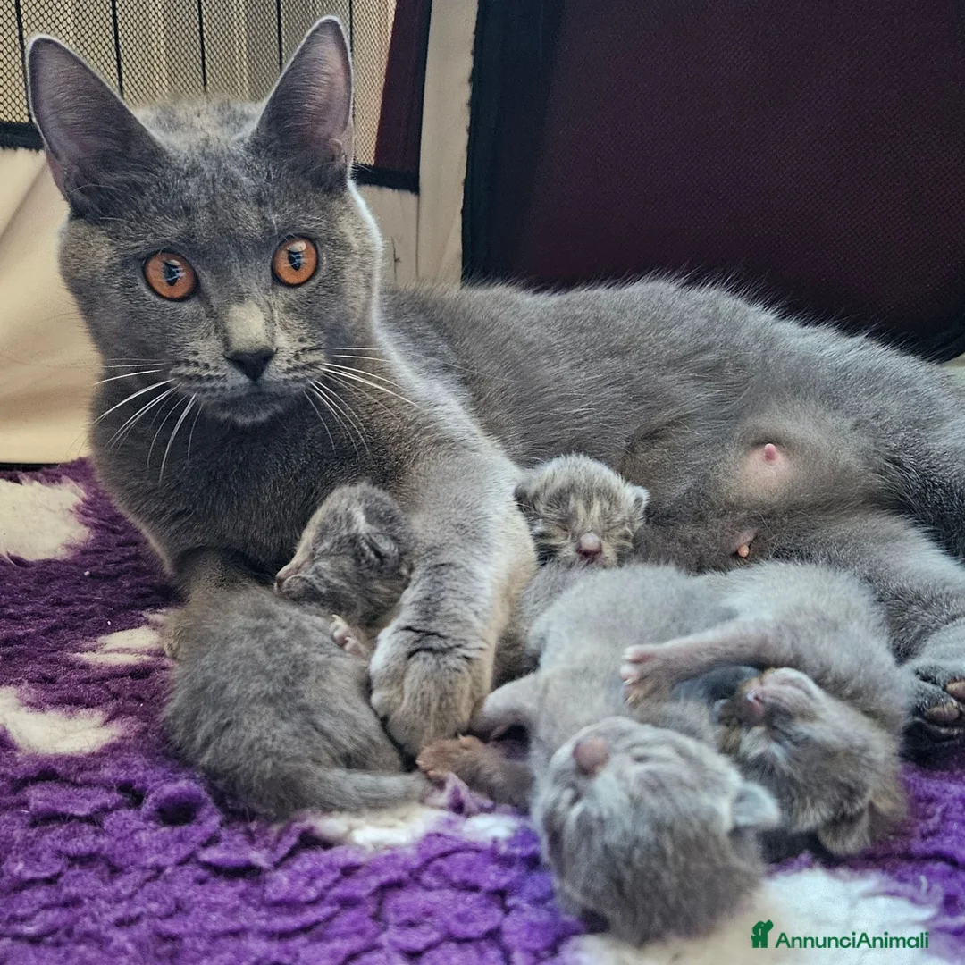 Certosino gatti in vendita: cuccioli di razza certosino da allevamento  - Annuncio 1