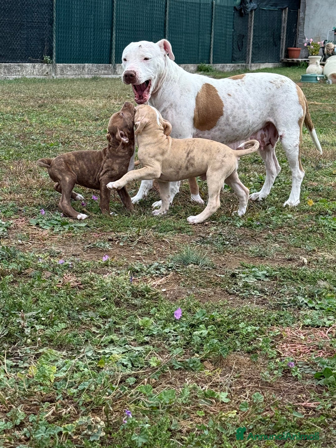 Meticcio cani in vendita: CUCCIOLI IN VENDITA . - Annuncio 1