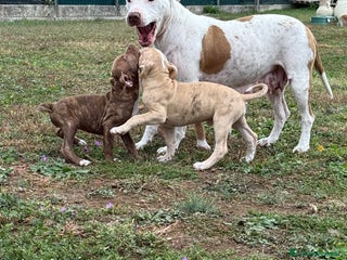 Meticcio cani CUCCIOLI IN VENDITA . - Annuncio 2