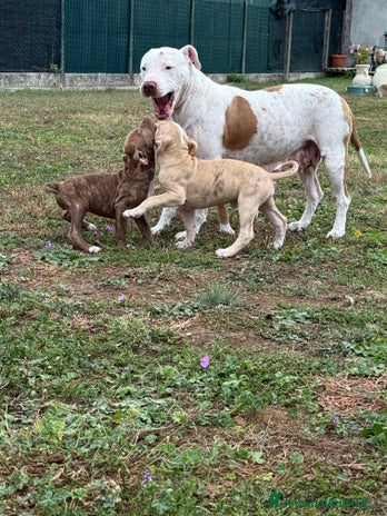 Meticcio cani CUCCIOLI IN VENDITA . - Annuncio 2