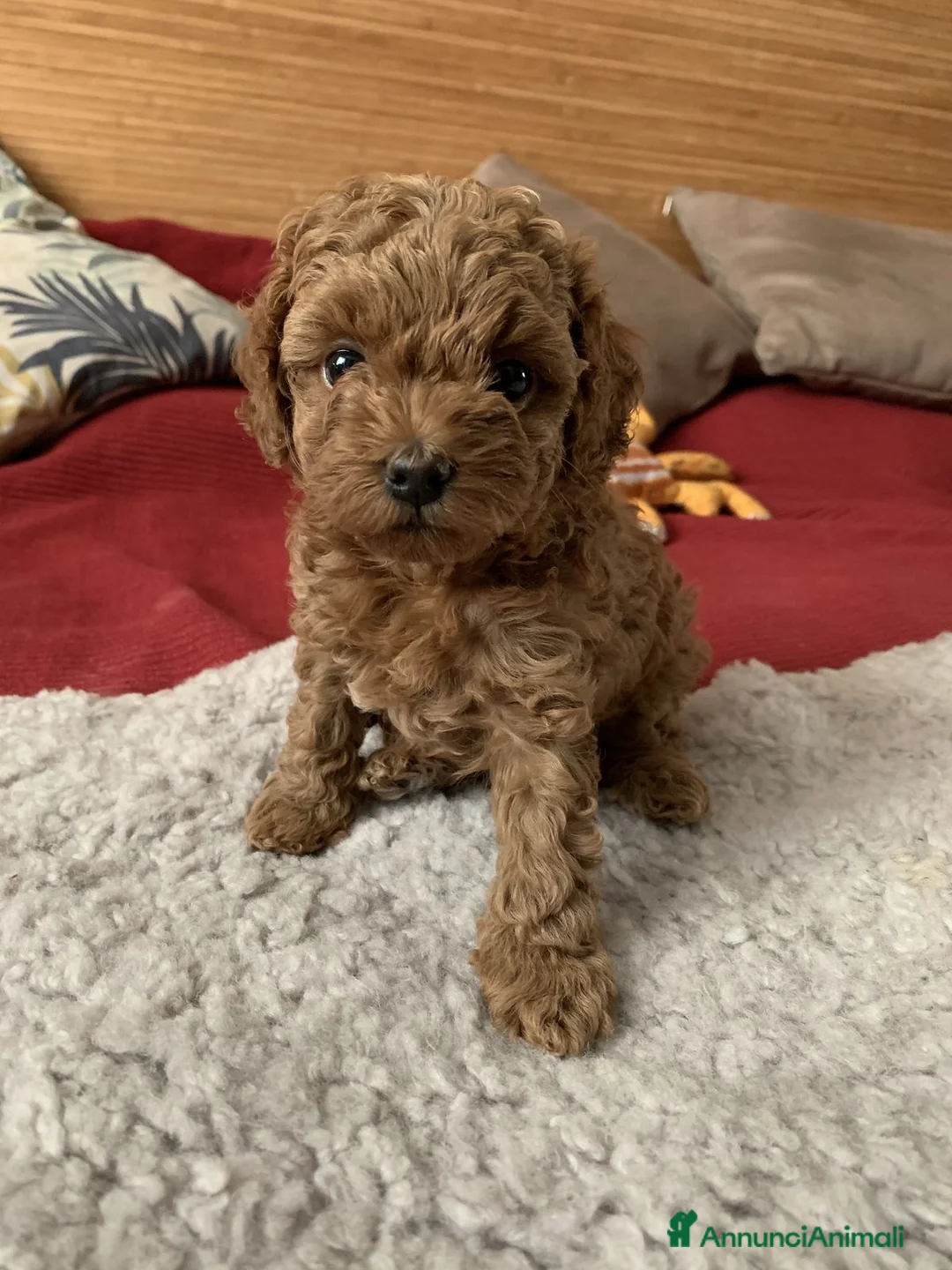 Barboncino cani in regalo: Cuccioli di Barboncino  a Provincia di Reggio Emilia - Annuncio 2