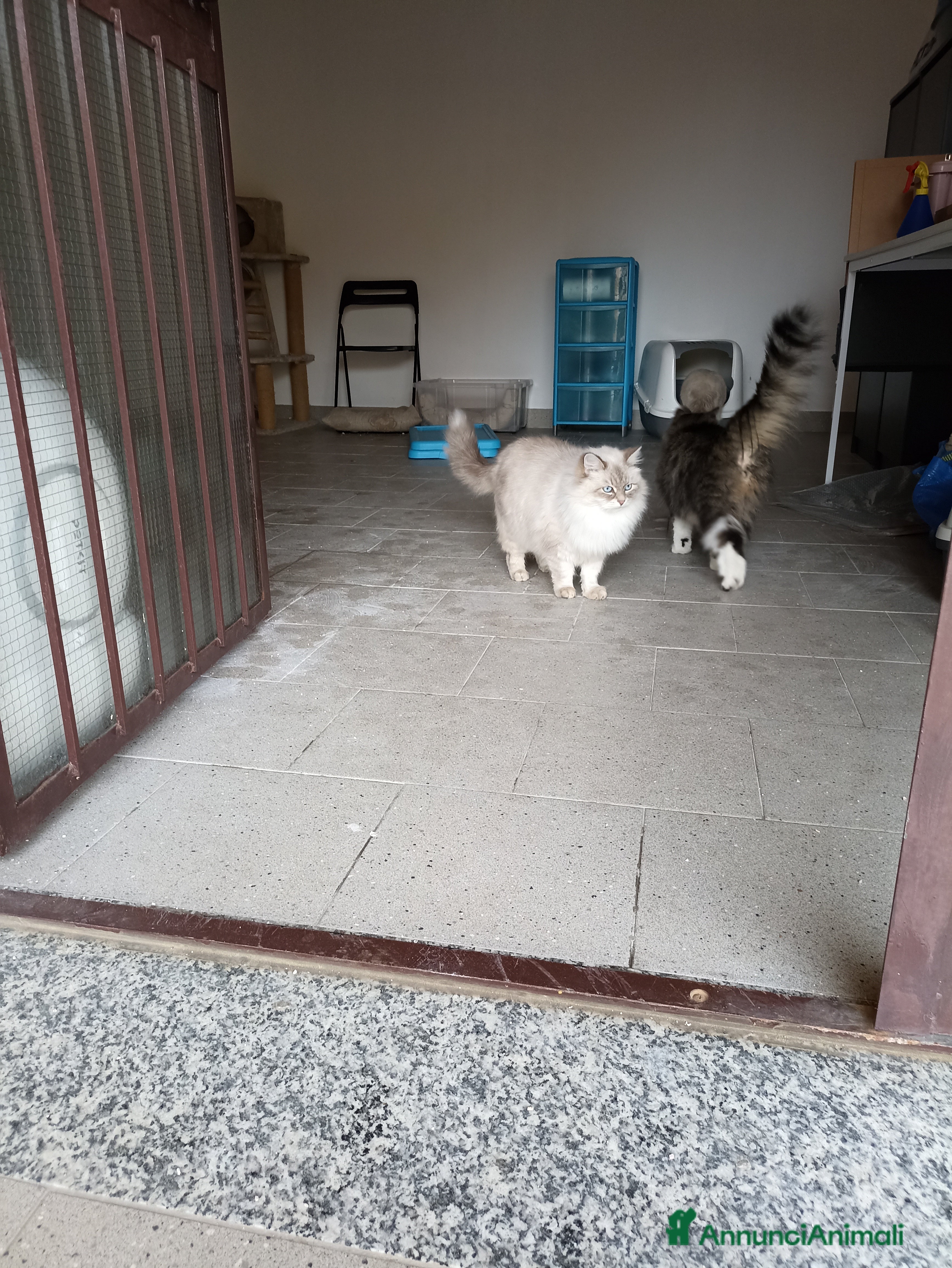 Siberiano gatti Gatta siberiana  - Annuncio 6