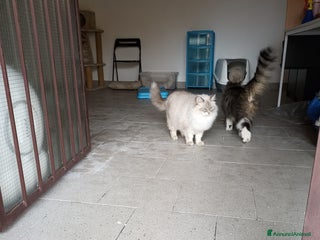 Siberiano gatti Gatta siberiana - Annuncio 1