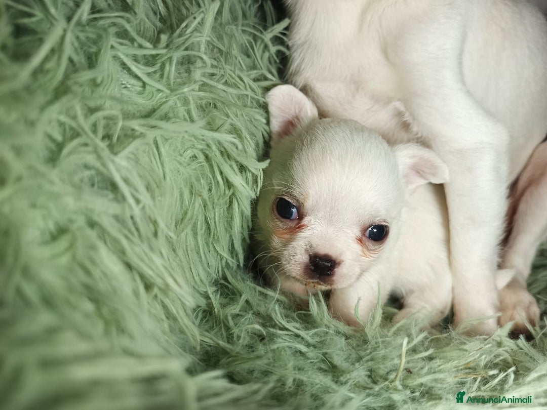 Chihuahua cani in vendita: Due piccoli Chihuahua, nati il 30 settembre 2025 - Annuncio 18
