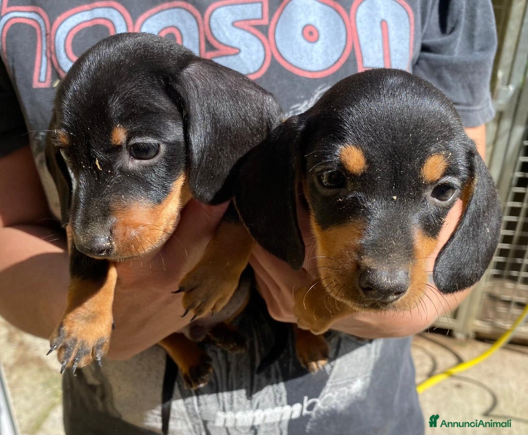 Bassotto cani in vendita: Cucciolo bassotto nano tedesco - Immagine 1