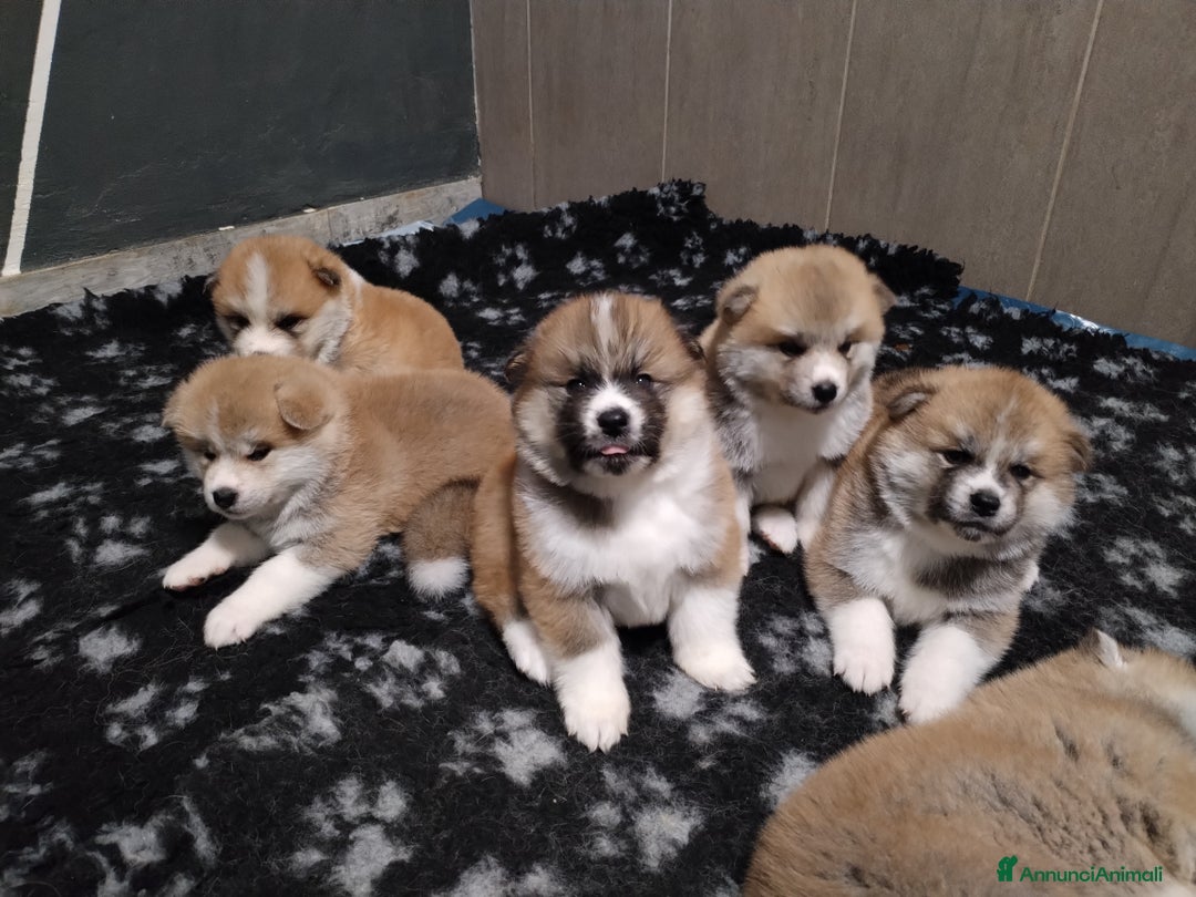 Akita Inu cani in vendita: CUCCIOLI AKITA INU LOMBARDIA  a Province of Como - Immagine 5