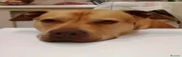 Pitbull cani in regalo: Pitbull adulta,salita anni fa e tornata a NAPOLI  - Annuncio 5