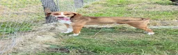 Meticcio cani in regalo: Pangy  a Provincia di Verona - Annuncio 4