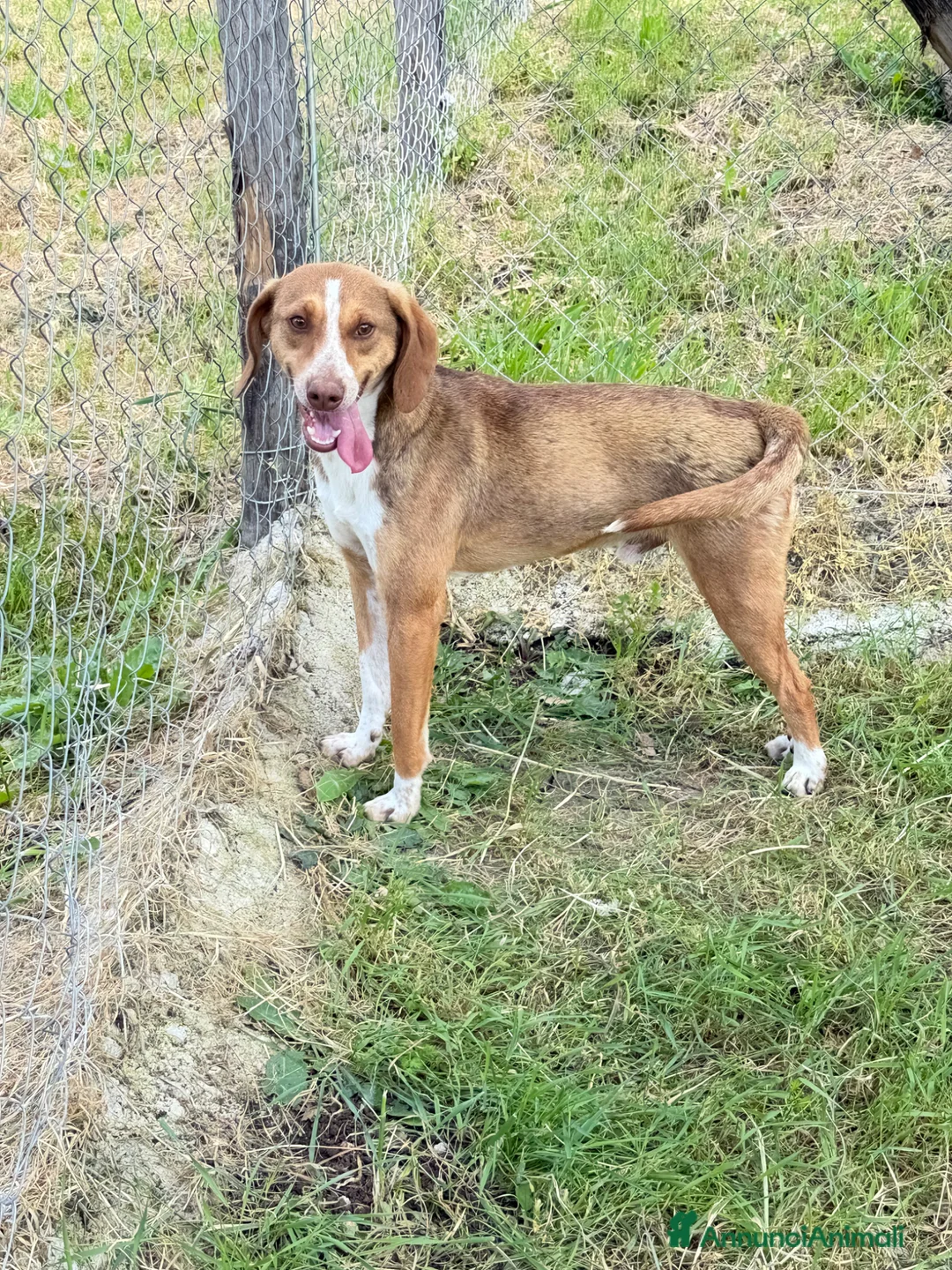 Meticcio cani in regalo: Pangy  a Provincia di Verona - Annuncio 4