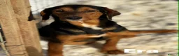 Meticcio cani in regalo: ERA, cucciolona tanto coccolona! Cerca famiglia - Annuncio 7