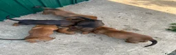 Alpenlaendische Dachsbracke cani in vendita: Cuccioli di Alpendische Dachsbracke - Annuncio 6