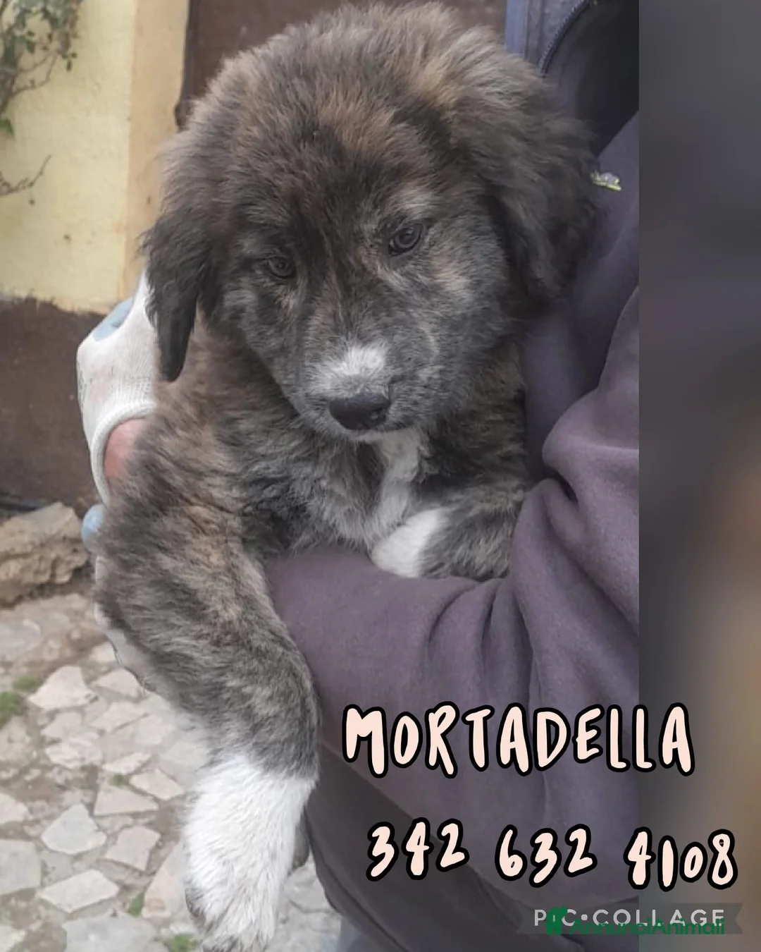 Meticcio cani in regalo: MORTADELLA 🩷-cucciola futura taglia media.Chiama! - Annuncio 1