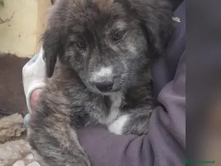 Meticcio cani MORTADELLA 🩷-cucciola futura taglia media.Chiama! - Annuncio 1