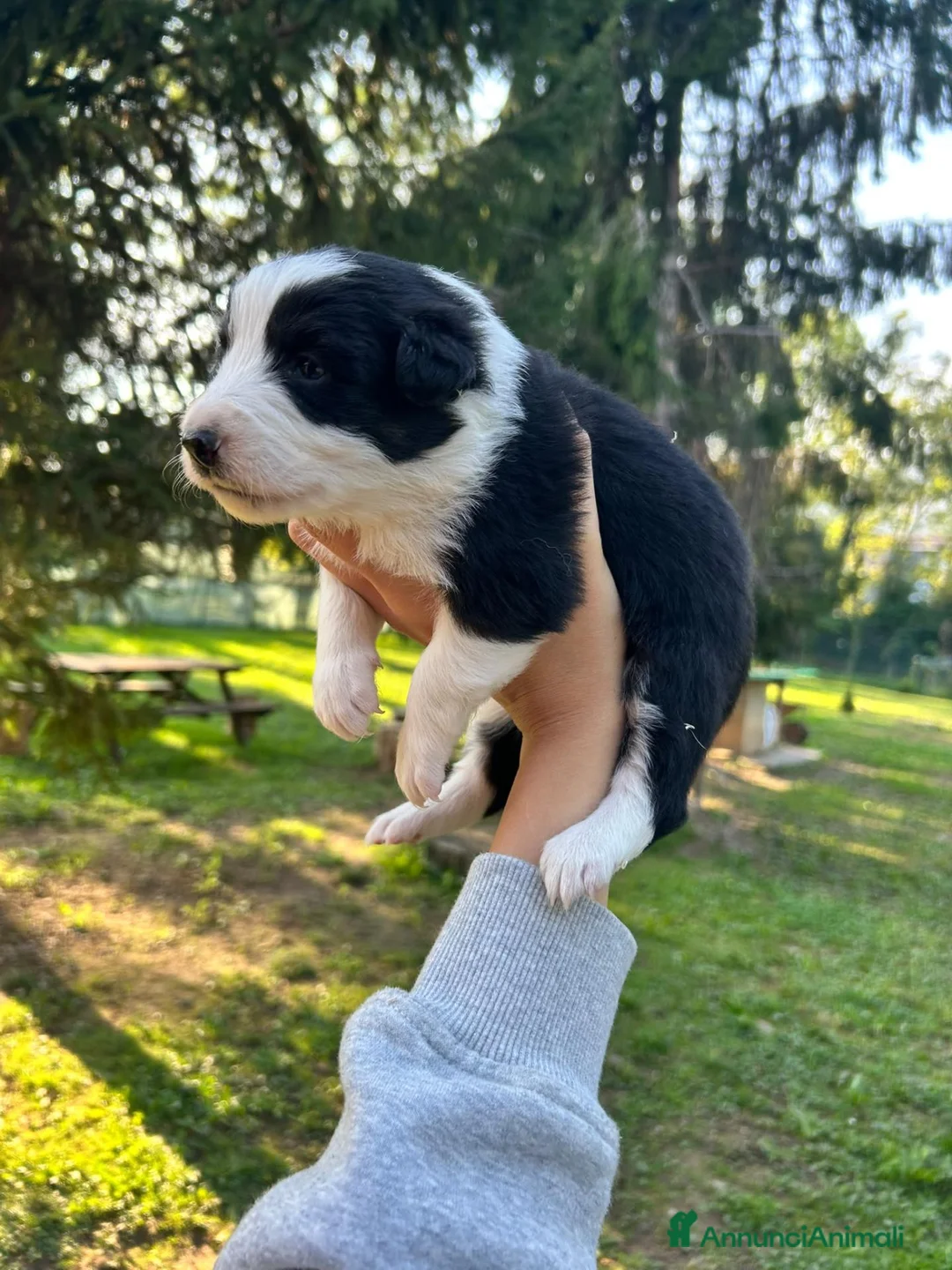 Border Collie cani in vendita: Vendo - Annuncio 12