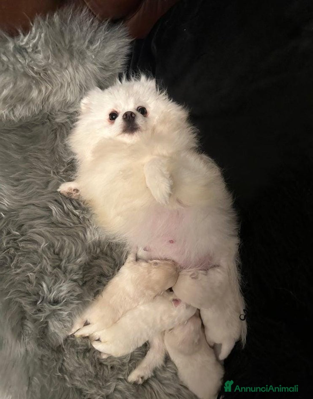 Volpino Pomerania cani in vendita: Cuccioli di Pomerania - Annuncio 27