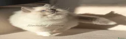 Ragdoll gatti in vendita: Adorabili Cuccioli Ragdoll - Annuncio 1