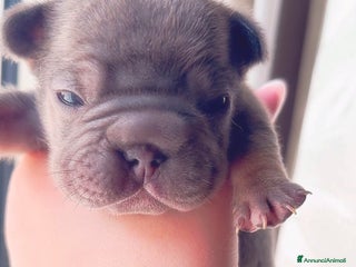 Bulldog Francese cani in vendita: Bulldog francese (Big rope) - Annuncio 1