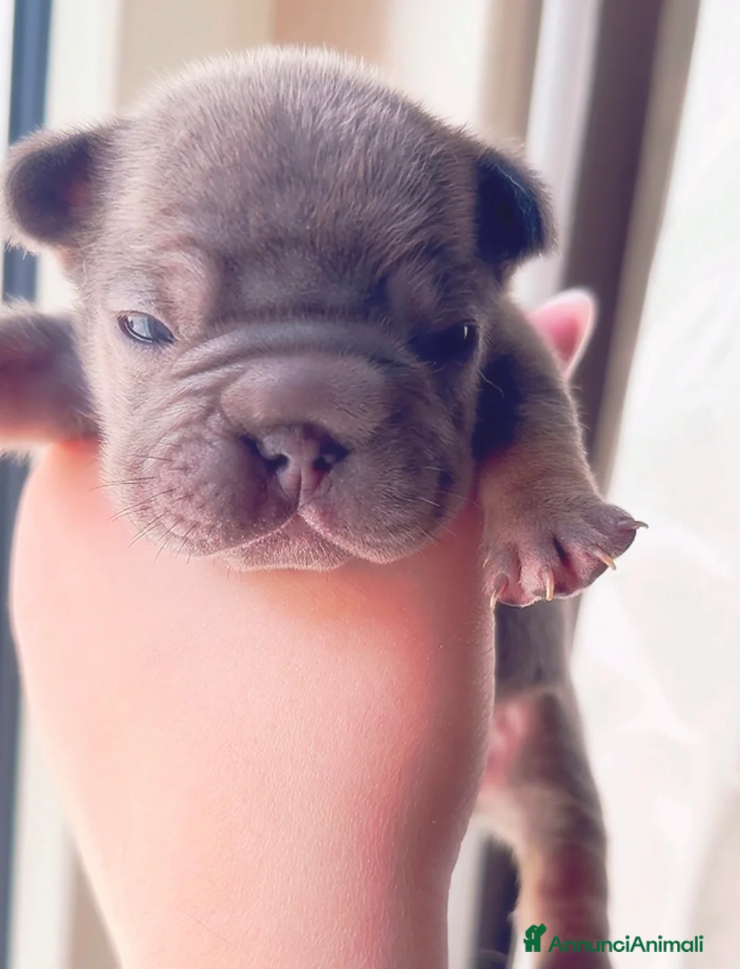 Bulldog Francese cani in vendita: Bulldog francese (fluffy, carrierfluffy, bigrope)  - Annuncio 5