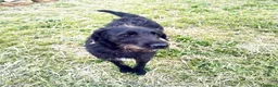 Meticcio cani in regalo: Jerry, bellissimo spinone in adozione - Annuncio 3