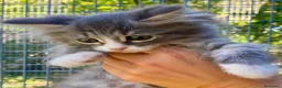 Siberiano gatti in vendita: cucciolo di gatto siberiano ipoallergico  - Annuncio 1