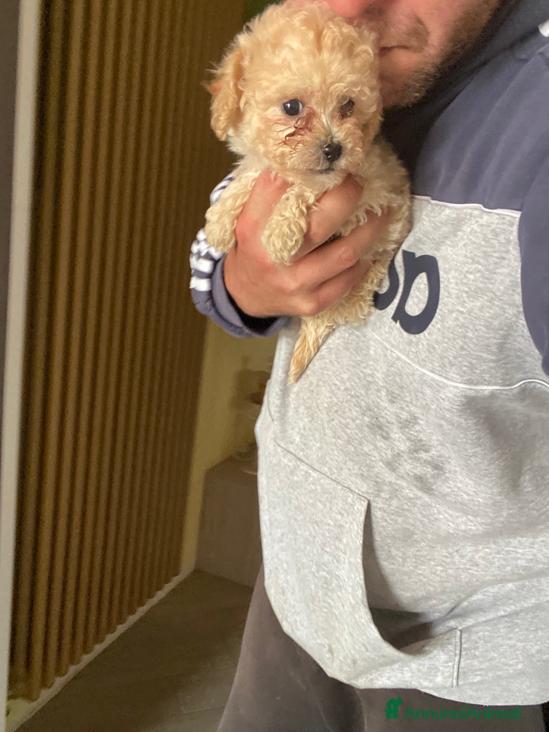 Maltese cani in vendita: Maltipoo a Provincia di Latina - Immagine 11